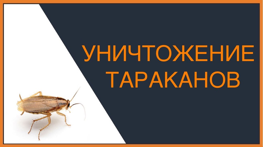 Уничтожение тараканов в Ставрополе